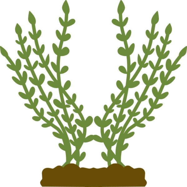 Plants 4 Miniaturansicht