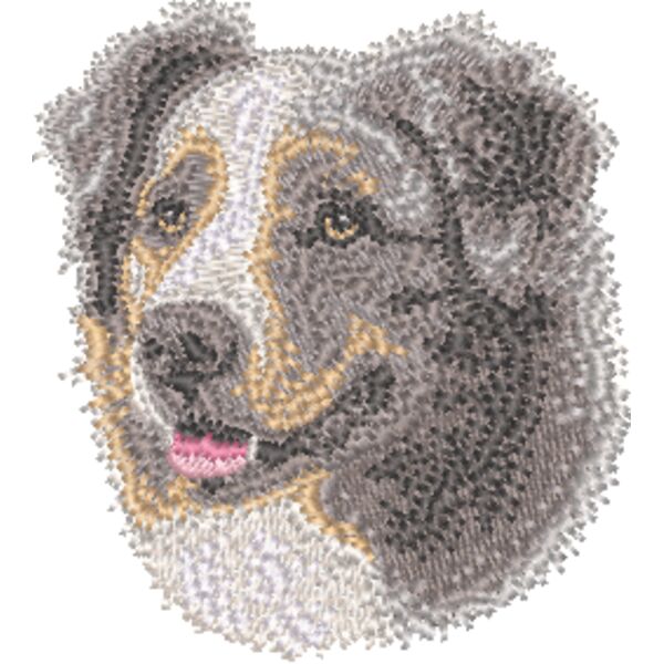 Australischer Schäferhund Kopf 1 Miniaturansicht