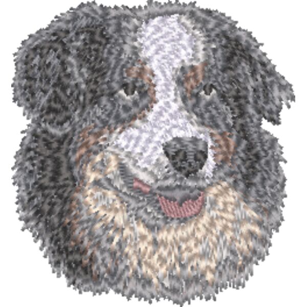 Australischer Schäferhund Kopf 2 Miniaturansicht