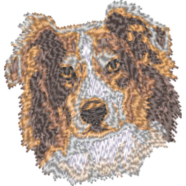 Australischer Schäferhund Kopf 3 Miniaturansicht