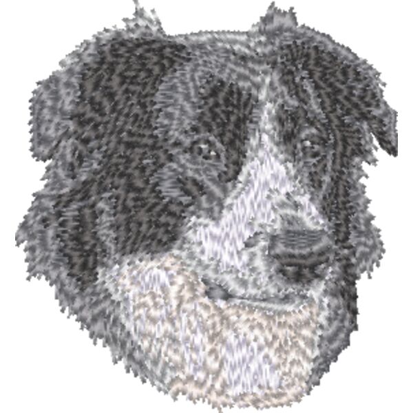 Australischer Schäferhund Kopf 4 Miniaturansicht