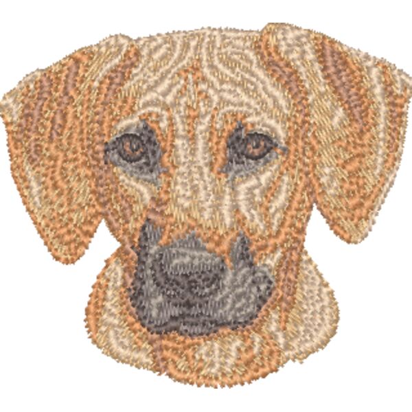 Rhodesian Ridgeback Kopf 1 Miniaturansicht