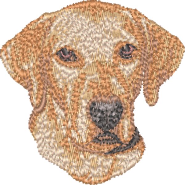 Rhodesian Ridgeback Kopf 2 Miniaturansicht