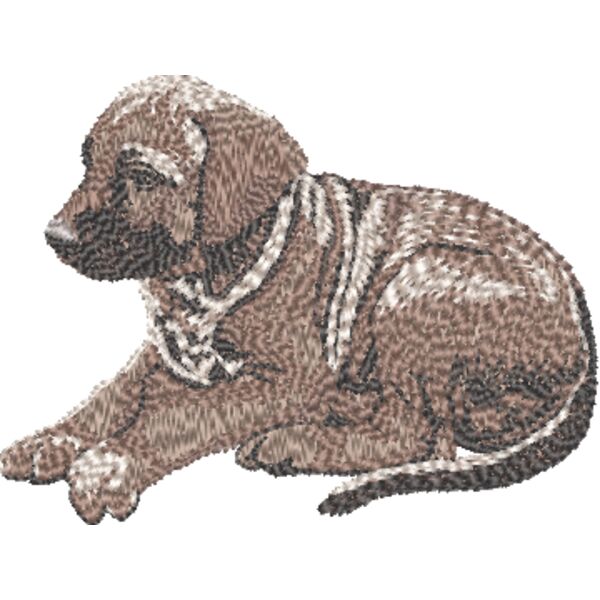 Rhodesian Ridgeback Welpe 1 Miniaturansicht