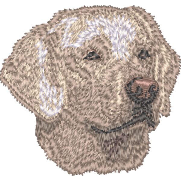 Labrador Retriever Kopf 7 Miniaturansicht