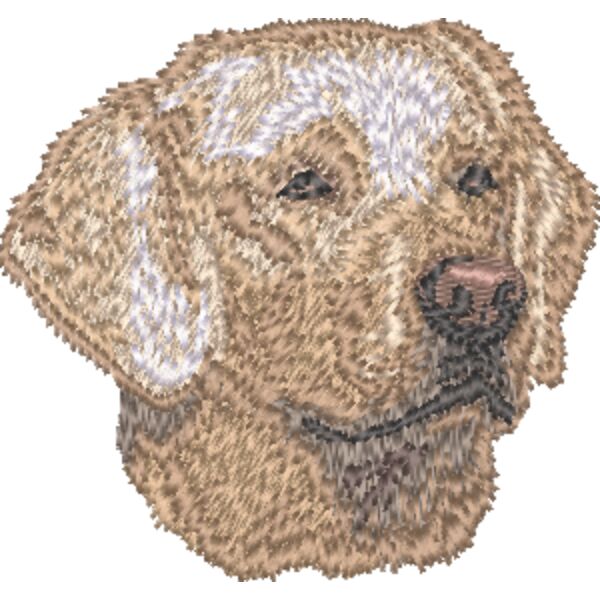 Labrador Retriever Kopf 8 Miniaturansicht