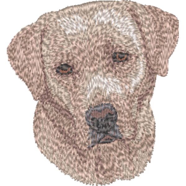 Labrador Retriever Kopf 13 Miniaturansicht