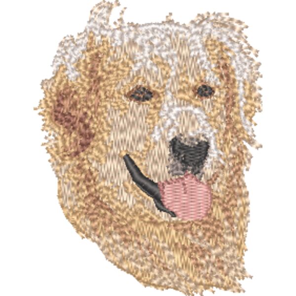 Golden Retriever Kopf 3 Miniaturansicht