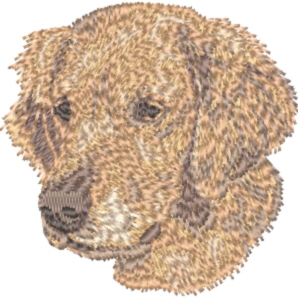 Golden Retriever Kopf 5 Miniaturansicht