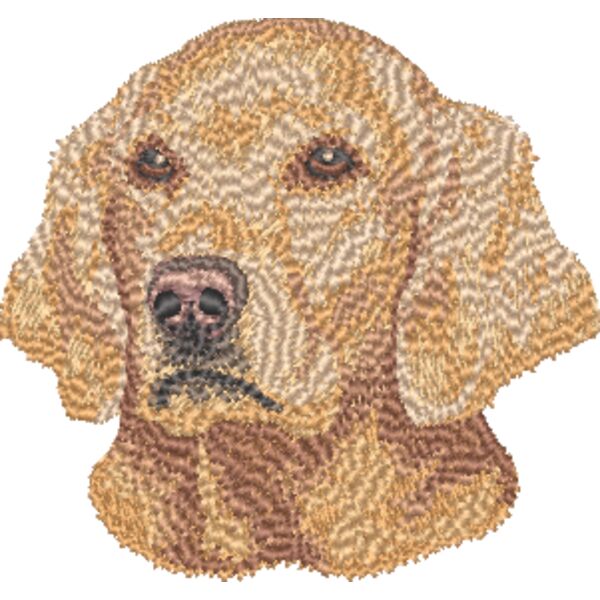 Golden Retriever Kopf 8 Miniaturansicht