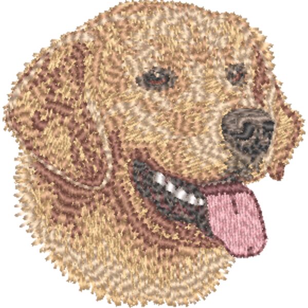 Golden Retriever Kopf 9 Miniaturansicht
