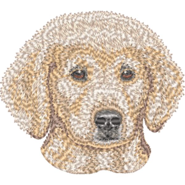 Golden Retriever Welpe 3 Miniaturansicht